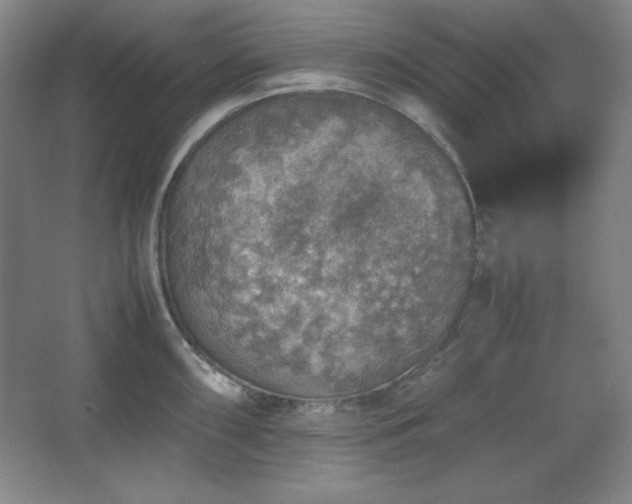 X0000067461098200604071122