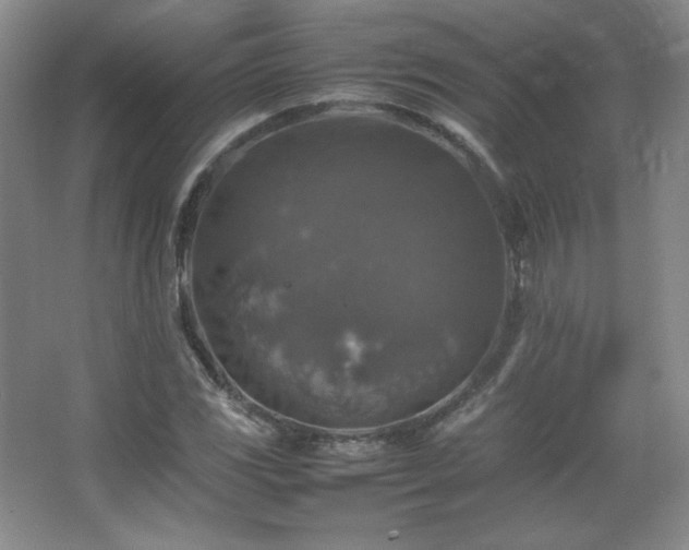 X0000067461117200604071121