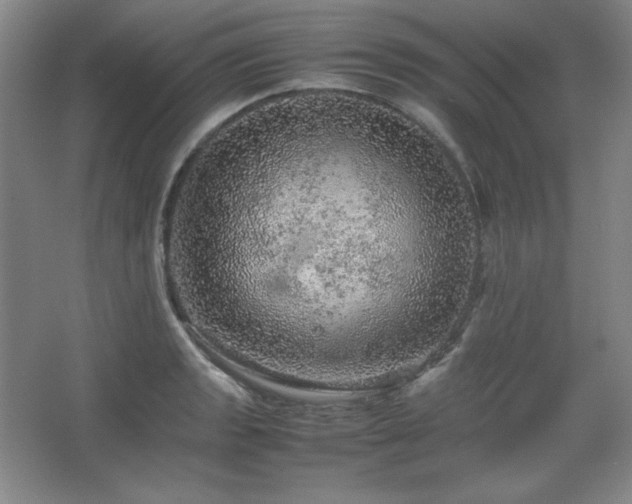 X0000067461133200604071121