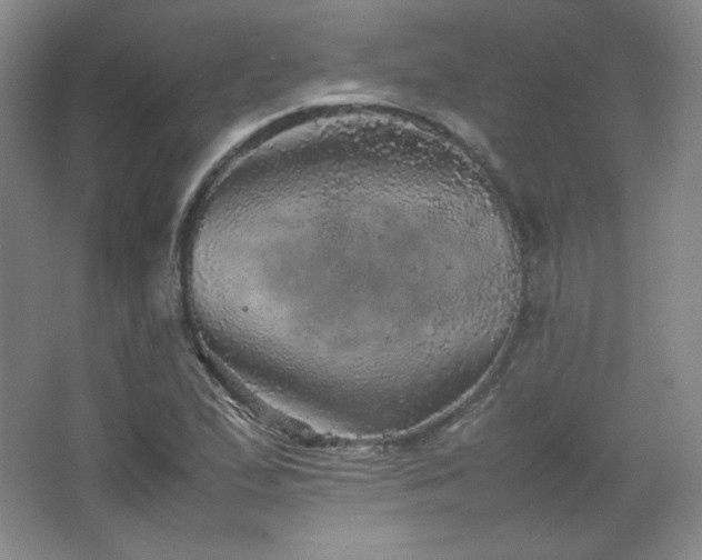 X0000067461167200604071120