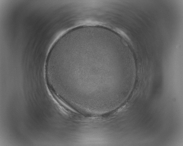 X0000067461183200604071120