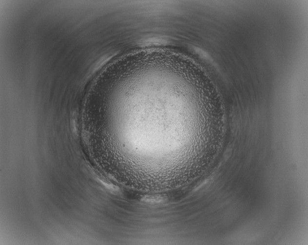 X0000067461217200604071119