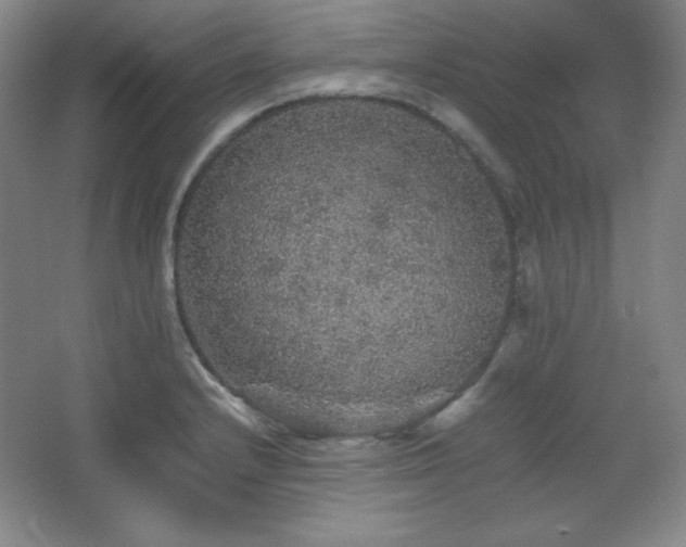 X0000067461232200604071120