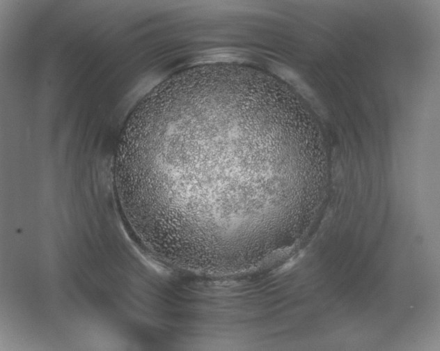 X0000067461233200604071120