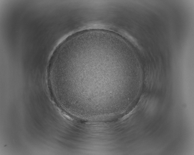 X0000067461264200604071119