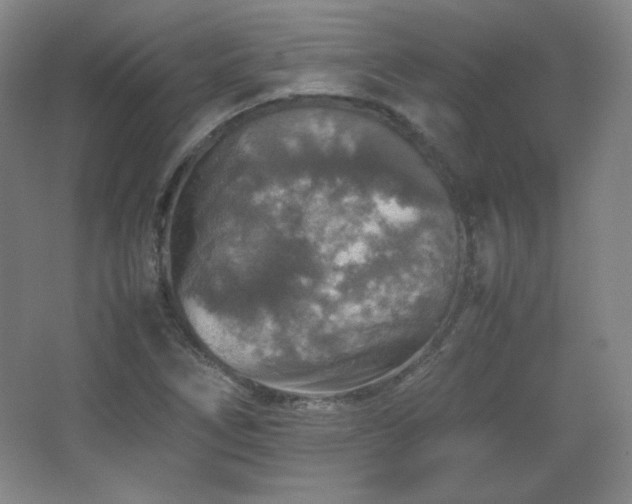 X0000067461266200604071119