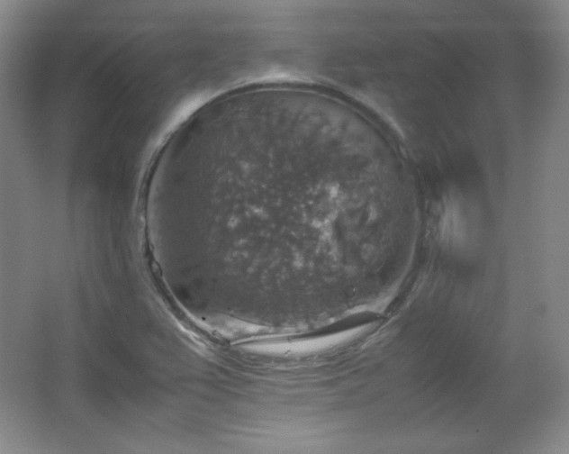 X0000067461367200604071117