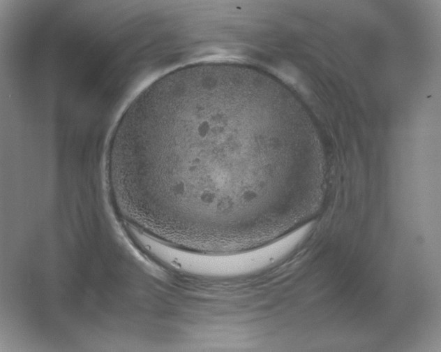 X0000067461375200604071117