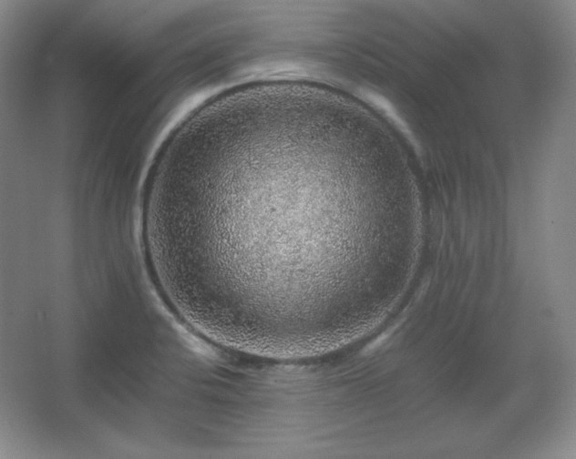 X0000067461424200604071116