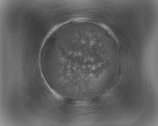 X0000067461429200604071116