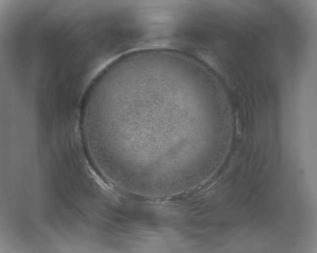 X0000067461452200604071116