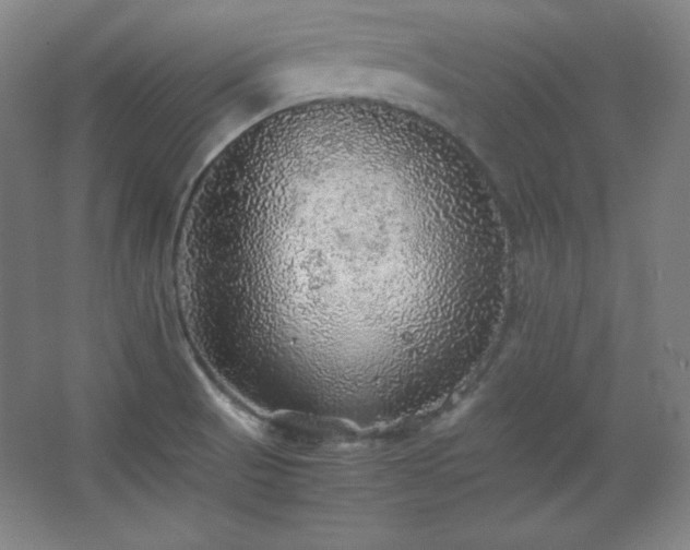 X0000067461521200604071115