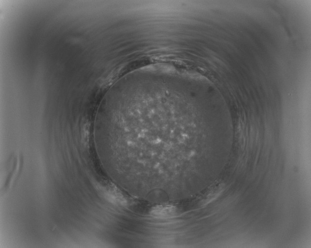 X0000067460271200604101141