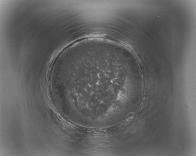 X0000067460337200604101138