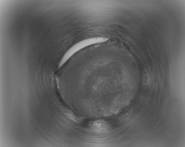 X0000067460420200604101138