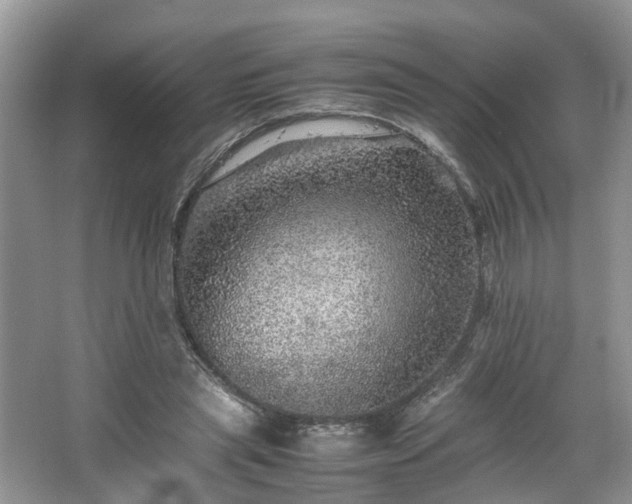 X0000067460445200604101137