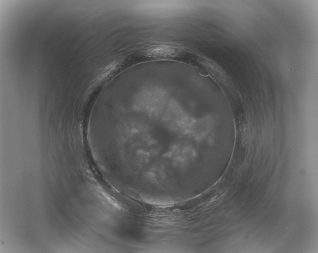 X0000067460729200604101132