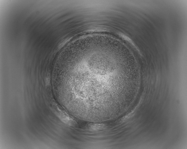 X0000067460833200604101131