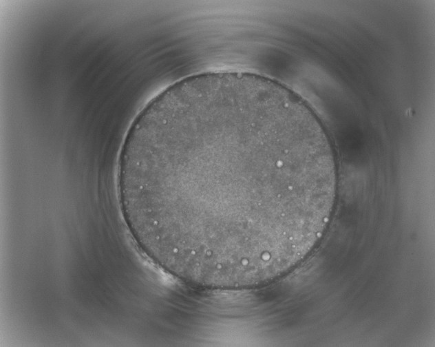 X0000067460856200604101131