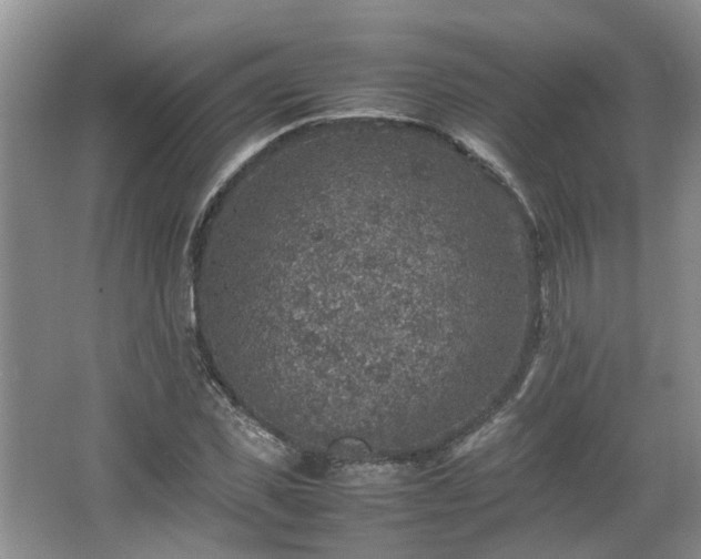 X0000067460925200604101129