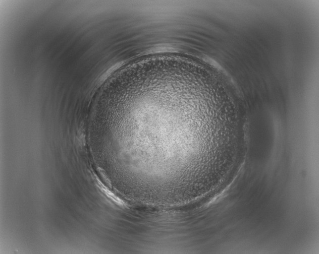 X0000067460929200604101129