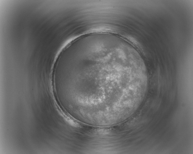 X0000067461086200604101127