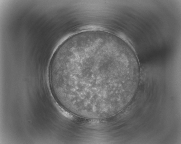 X0000067461098200604101126