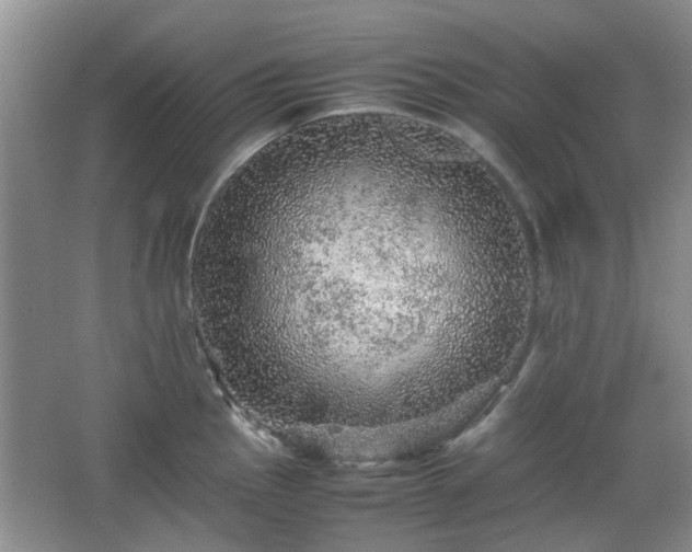 X0000067461145200604101126