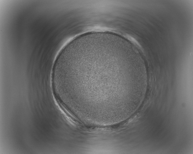 X0000067461183200604101125