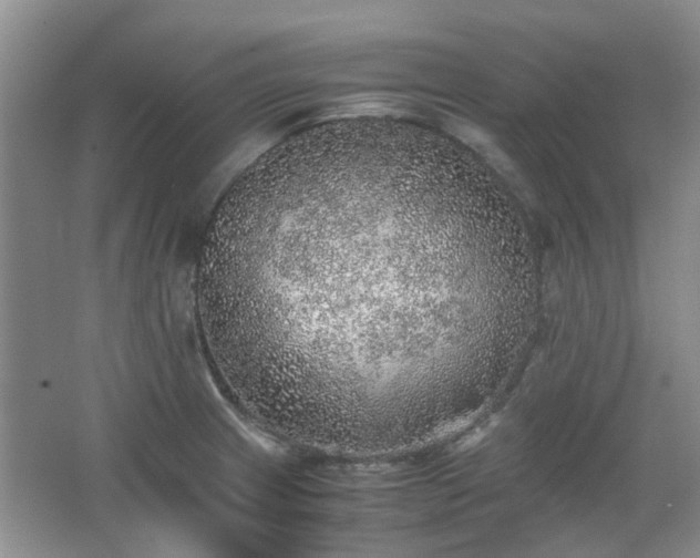 X0000067461233200604101124