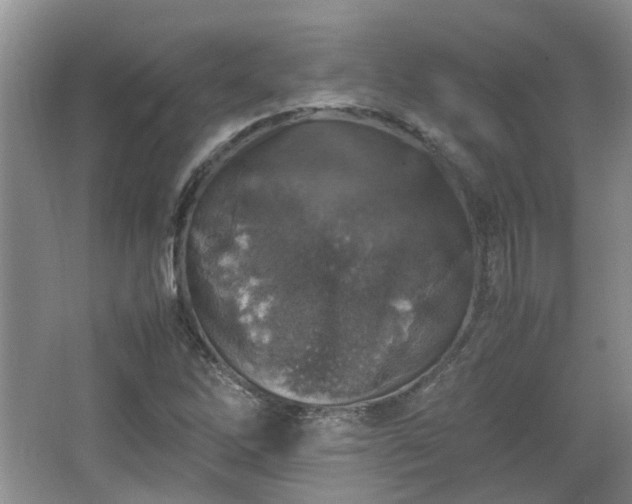 X0000067461262200604101124