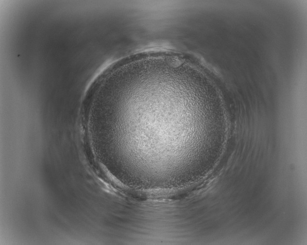 X0000067461400200604101121