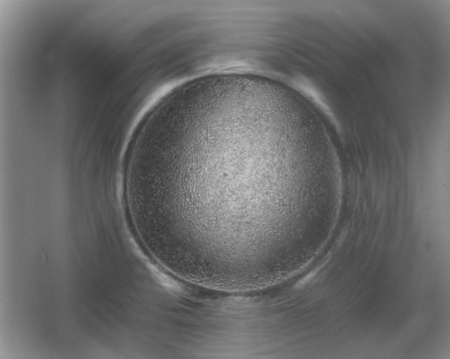 X0000067461424200604101121