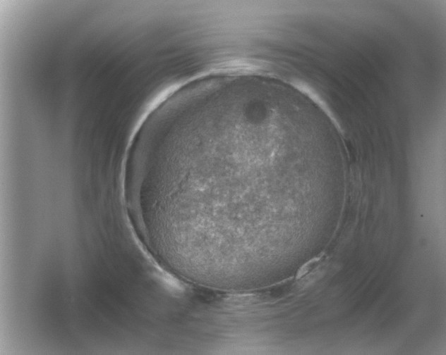 X0000067461477200604101120