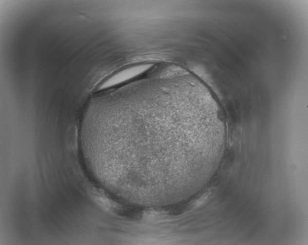 X0000067460109200604142335