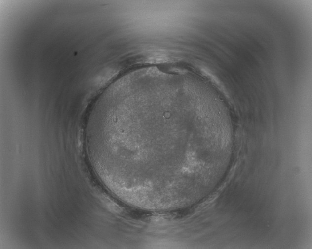 X0000067460305200604142331