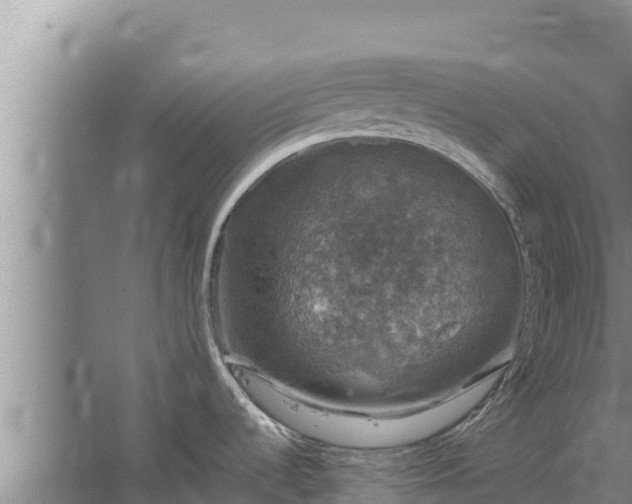 X0000067461536200604142312