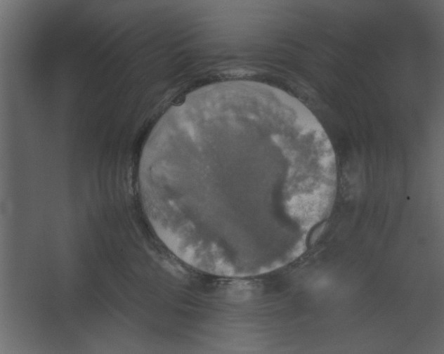 X0000067460330200604211547