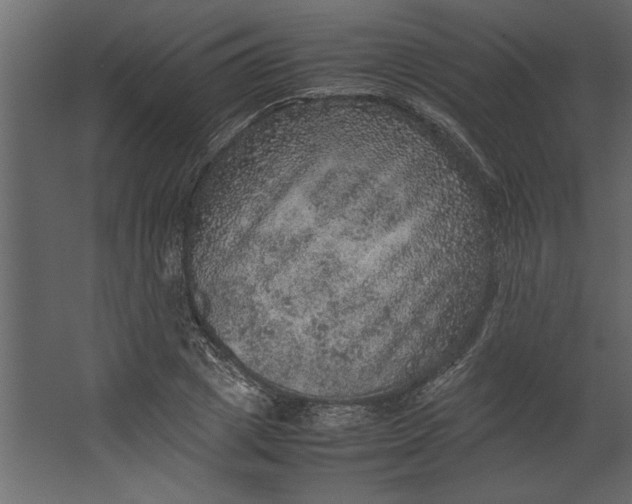 X0000067460833200604211539