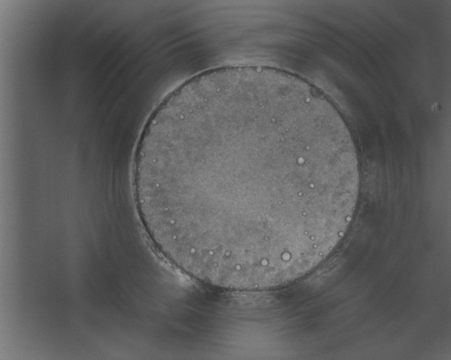 X0000067460856200604211539