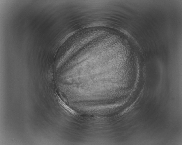 X0000067460929200604211537