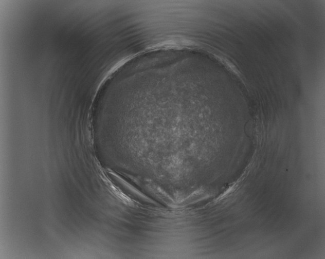 X0000067461018200604211535