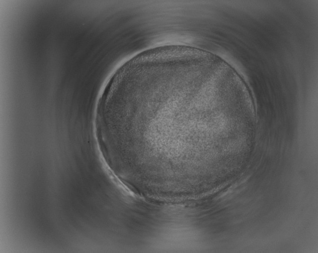 X0000067461104200604211534