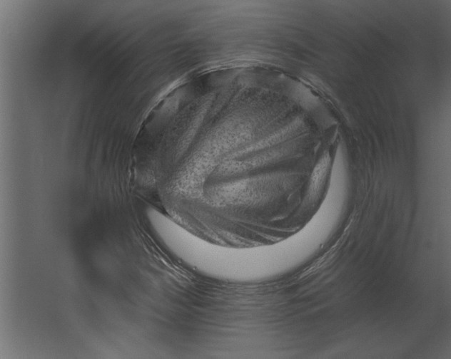 X0000067461210200604211532