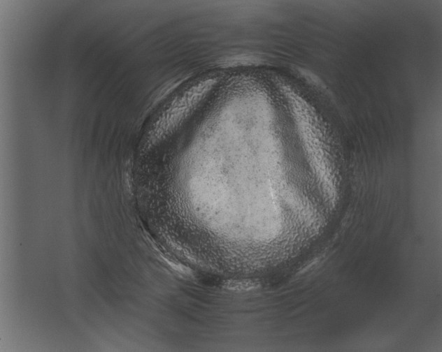 X0000067461217200604211532