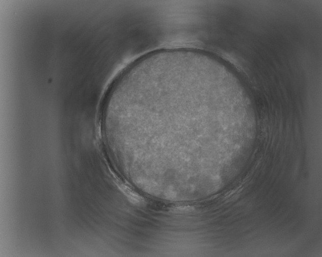 X0000067461462200604211528