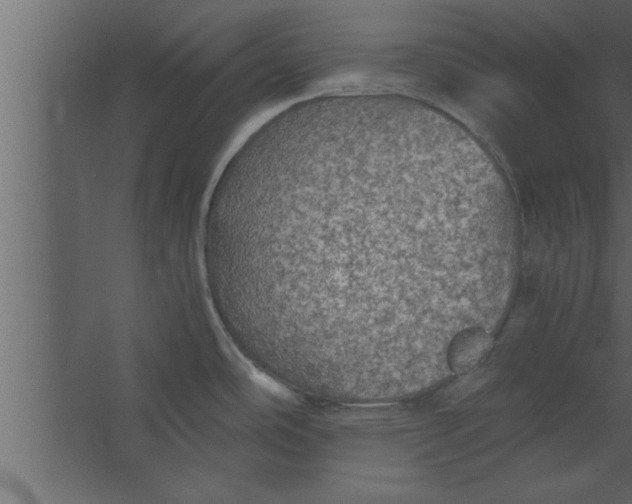 X0000067461486200604211528