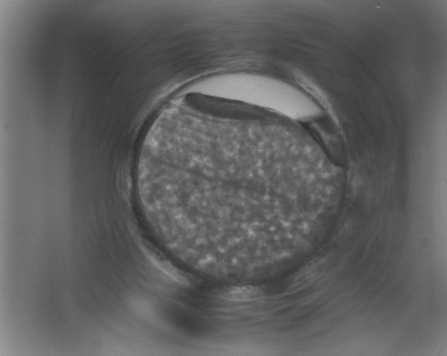 X0000067460059200604281839