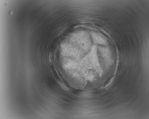 X0000067460094200604281839