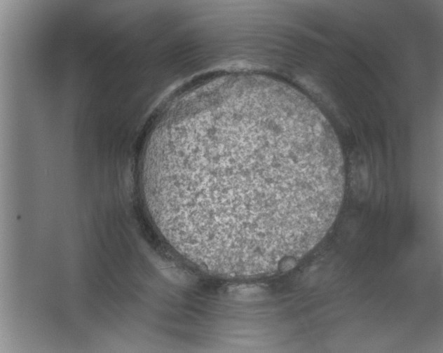 X0000067460208200604281837